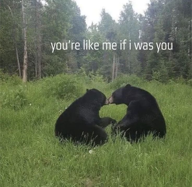 Bear1nCrisis's tweet photo. https://t.co/joJpFaf6Lq