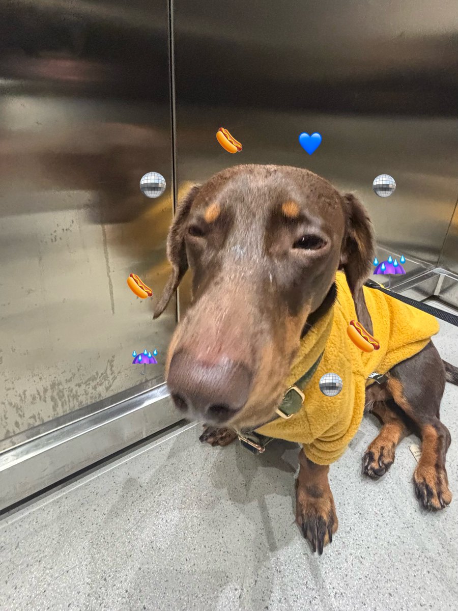 BaileyBukhari's tweet photo. Rainy boy in his @bleusclawsetofficial fleece. Use code MURPHY10 at checkout to keep your pups warm and stylish as the weather gets colder. https://t.co/crhJ43TmXe