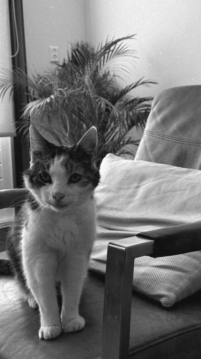 jenosclouds's tweet photo. my sweet baby girl, thank you for 18 amazing years. Rest easy now baby. Till we meet again 🤍🕊️ https://t.co/G9zJ3NwrbN