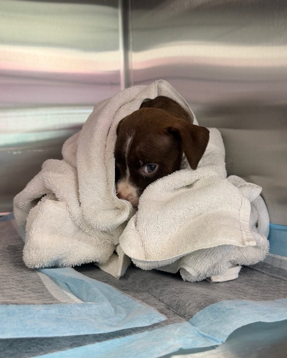 15outof10's tweet photo. You all funded Gray and Gecko's care in 1 hour and 31 minutes! As a thank you, please enjoy these pics of them looking impossibly cute 🤗

We'll keep you pupdated on these parvo warriors' progress here ❤️‍🩹 https://t.co/8YBAIPKjyA