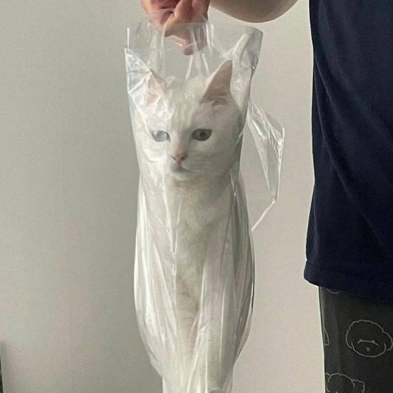 PunchingCat's tweet photo. https://t.co/VH5WEWRnAX