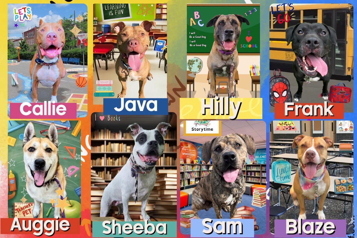 adoptadog39's tweet photo. Please share these beautiful dogs! They are all #LongStays in #NY & really would love to have their own comfy homes So many different personalities, they are all loving & deserve the best!
Let's FINALLY find them good homes!
#NewYork #Hempstead #adopt #foster #rescuedog #Wantagh https://t.co/fDxgM0Jcuw