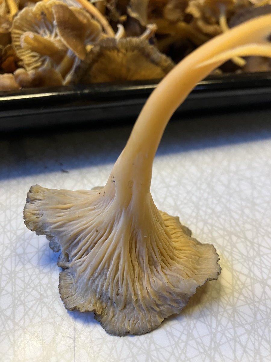 2handssortering's tweet photo. Rödgul trumpetsvamp! 😋 https://t.co/77A4WGKQbI