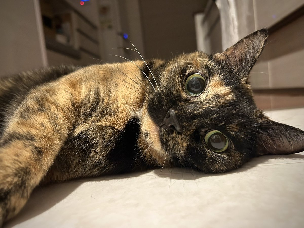 P_caroto's tweet photo. はみがき終わるのまってる
#サビ猫 https://t.co/aU5NnNJXgi