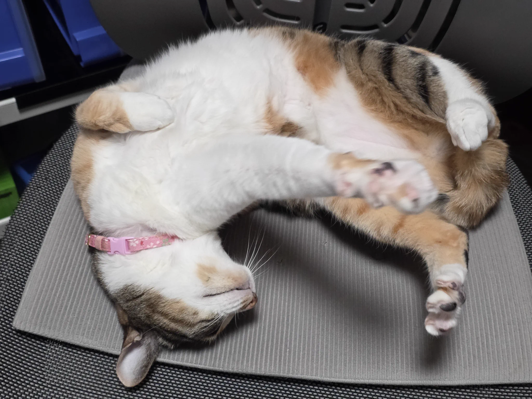 ねこ^._.^ページ えむねふぉ🐱😺😼🙀 on X: 