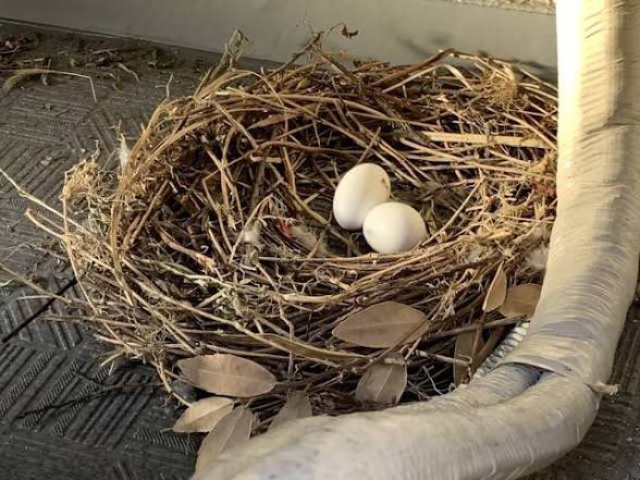 min7on's tweet photo. このやる気のない鳩の巣何回見ても笑うw
鳩のなんかしちゃいました？顔w
←通常の巣　→やる気のない巣 https://t.co/kkZ10yAsQy