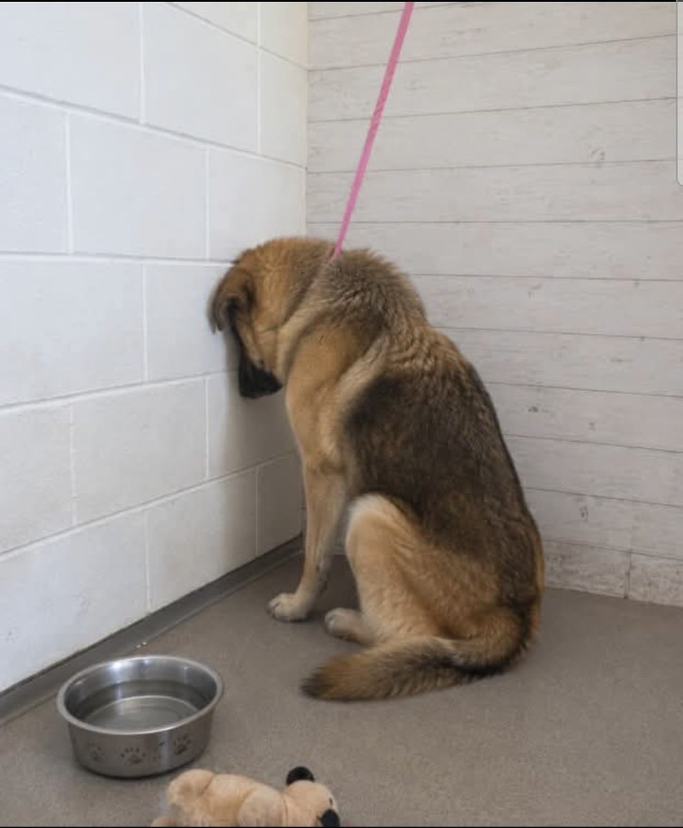 itsadogslifersq's tweet photo. Meet &amp; save Oliver #A595913 in
📍#SanBernardino City #CA https://t.co/q6Ttn2GHV2