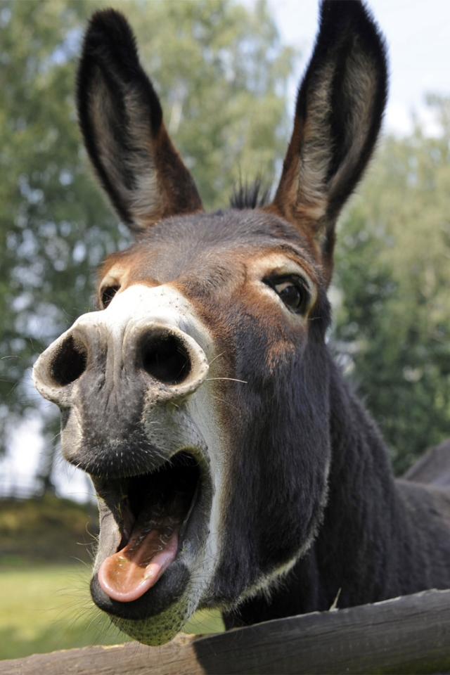 gianni19766's tweet photo. ENOUGH W THE SCAMS OF THE MASONIC MAFIOSO CAMORRIST &amp; DONKEY #UMBERTOCHIARIELLO (#GARLASCO). HE ASKS FOR MONEY FOR HIS ALWAYS WRONG PREDICTIONS. HE SAID THAT W #GARCIA &amp; #ALLEGRI, #NAPOLI WD WIN SCUDETTO &amp; NAPOLI WAS &amp; IS CRASHING (HE'S A SCAMMER LIKE SILVIO &amp; #MARINABERLUSCONI)! https://t.co/yUNrw0M17i