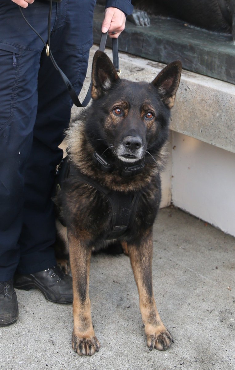 ODMP's tweet photo. #k9down #odmpk9 K9 Kylo, Portland Police Bureau (Oregon), EOW 09/24/2026 @ODMP Memorial: https://t.co/4LQQBx4MKT https://t.co/CidBLyl5zV