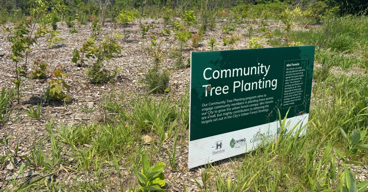 cityofhamilton's tweet photo. Strong forests start in our neighbourhoods. Trees in our streets, yards, parks and business areas all contribute to Hamilton’s urban forest. Protecting it takes teamwork. Learn how you can help care for local trees: https://t.co/HJieqhqIKz #NationalForestWeek https://t.co/IBlsWxbnv4
