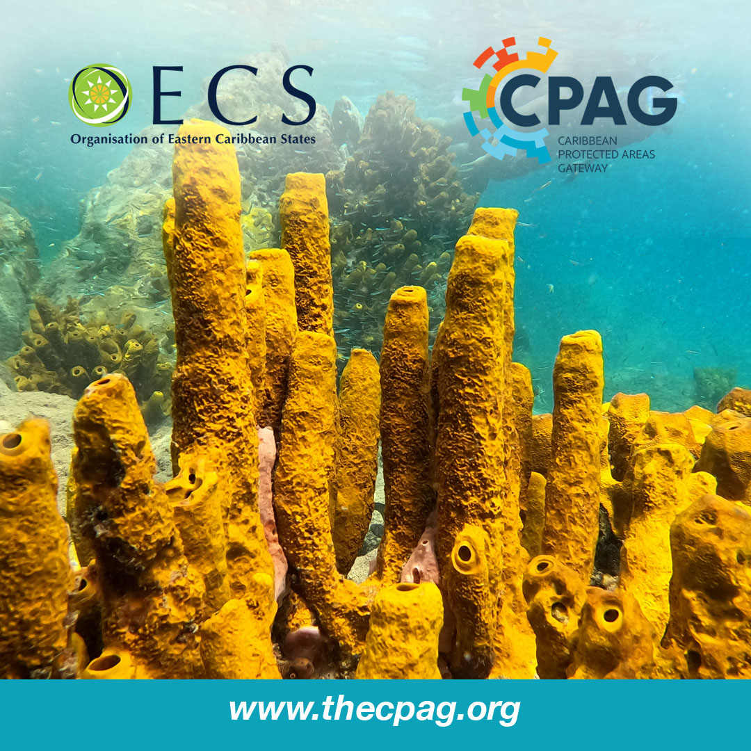 oecscommission's tweet photo. The Caribbean is home to extraordinary biodiversity: coral reefs seagrass beds, forests, wetlands and unique wildlife.
Here's a resource to help: https://t.co/8ddjQ2TRdx

CPAG is supported by the @EUinBarbados the @oecscommission and @IUCN https://t.co/ZyRpE3ATM6