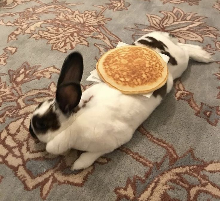 ashyaywoohoo's tweet photo. im getting pancaked... https://t.co/dJRhOd5rtk