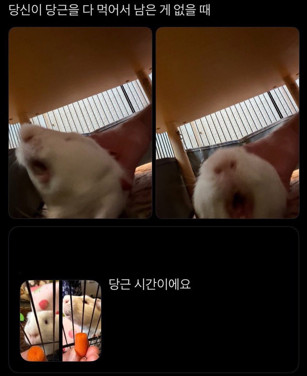 kuungnyang's tweet photo. 🥕 https://t.co/YStoOcpq3J