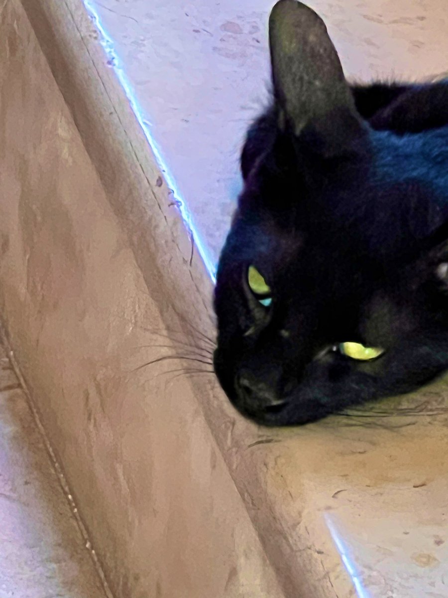 S55_AL5's tweet photo. 🐾 https://t.co/kvM6S0HJCW