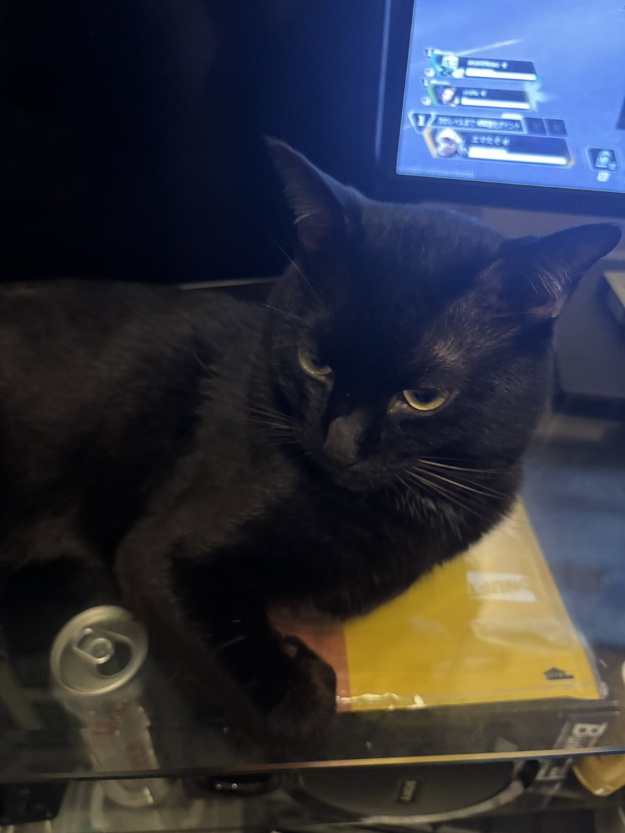 barkley34977's tweet photo. アルのこの悪そうな目がめっちゃかわいい

なお右足 https://t.co/N88b6BIqaJ