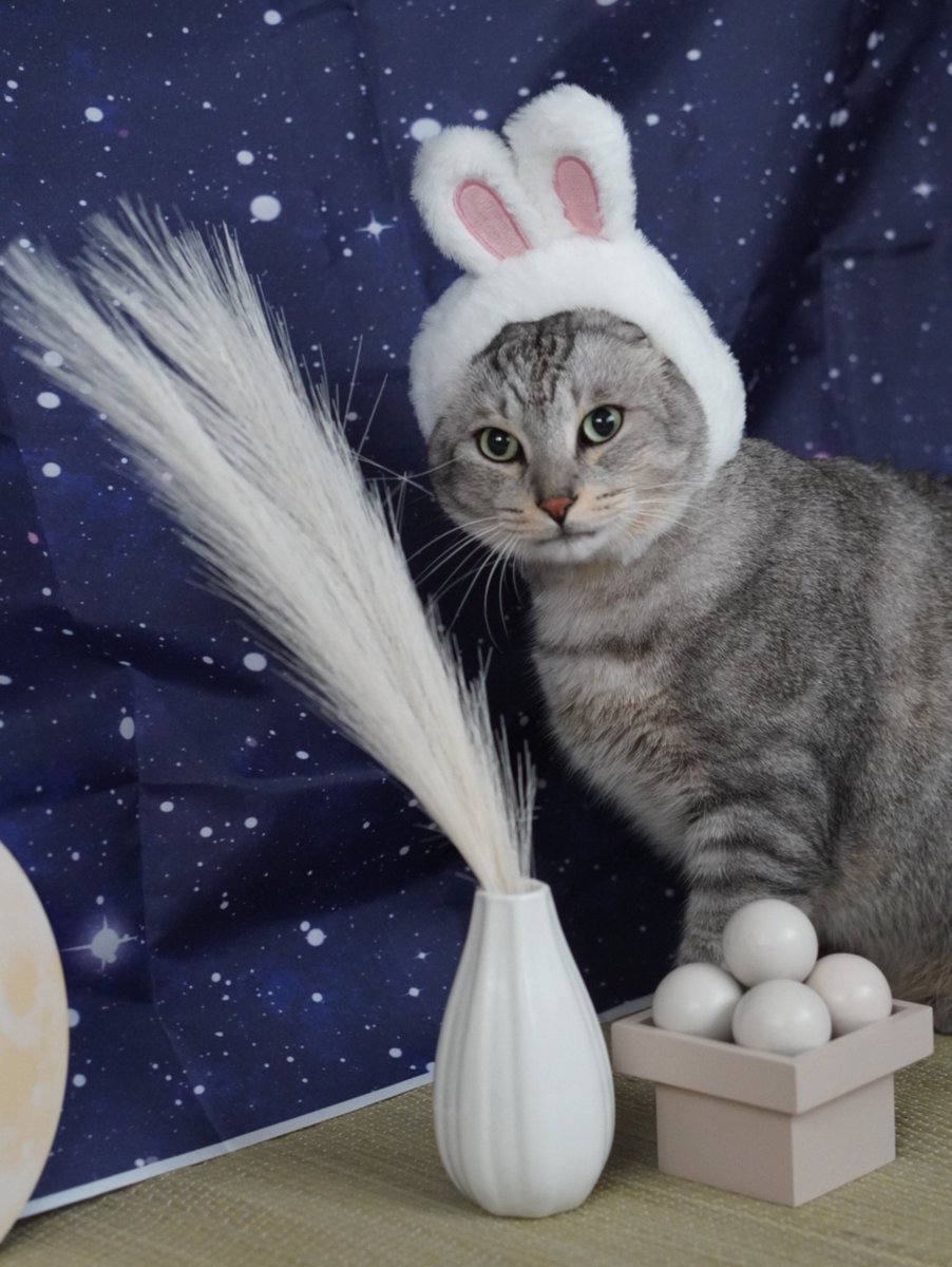 nyaa_oniichan's tweet photo. 中秋の名月🌝
ススキの生け方をお直ししたにゃーちゃんですにゃ😼

#ねこ
#猫好きさんと繋がりたい
#中秋の名月 https://t.co/48nNQG2EVz