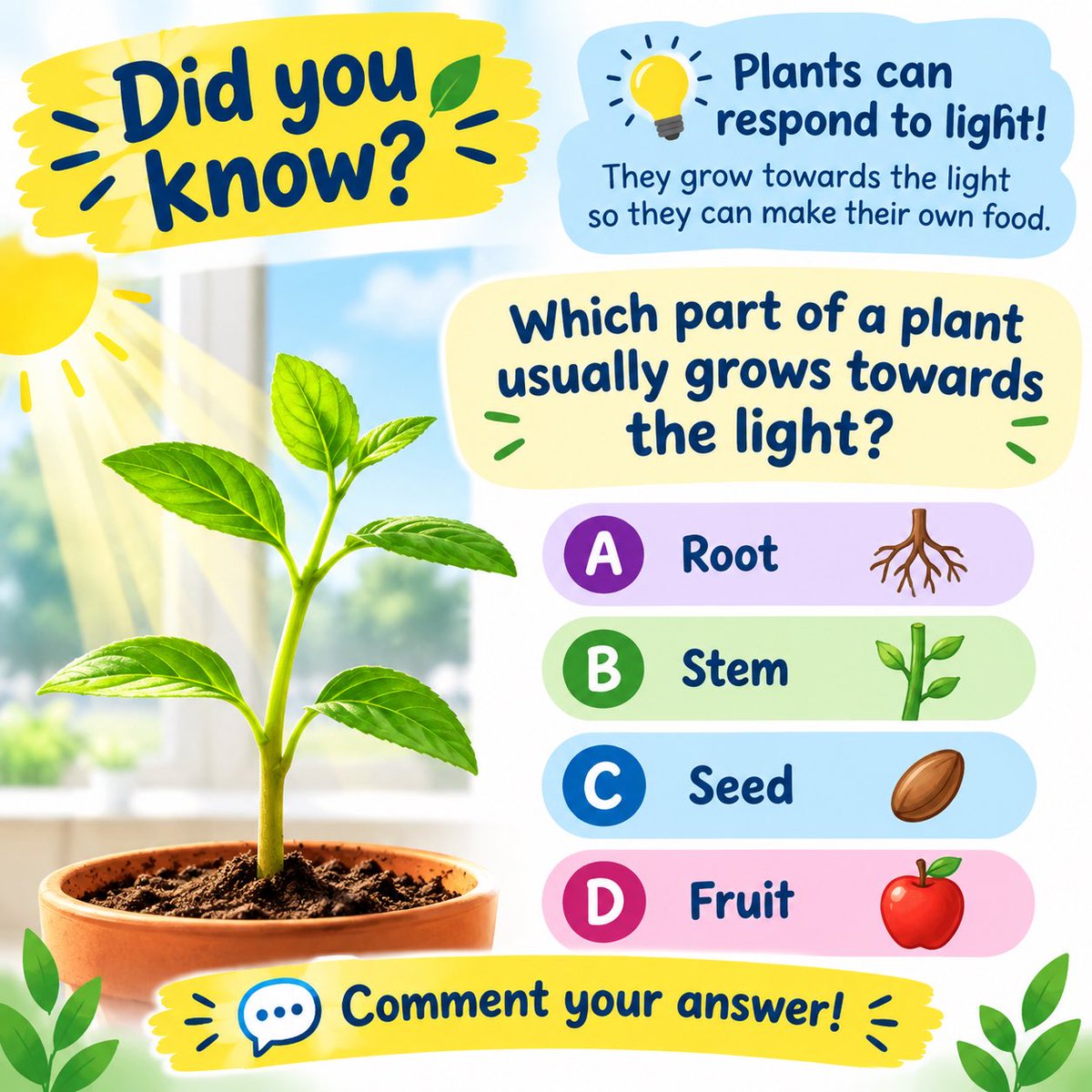 TracebloomL's tweet photo. 🌱 Quick Science Challenge! ☀️

Which part of a plant usually grows towards the light?

A — Root
B — Stem
C — Seed
D — Fruit

🤔 What’s your answer?

👇 Comment A, B, C or D!

#ScienceChallenge #PrimaryScience #ScienceForKids #tracebloom https://t.co/c5qF9336X1