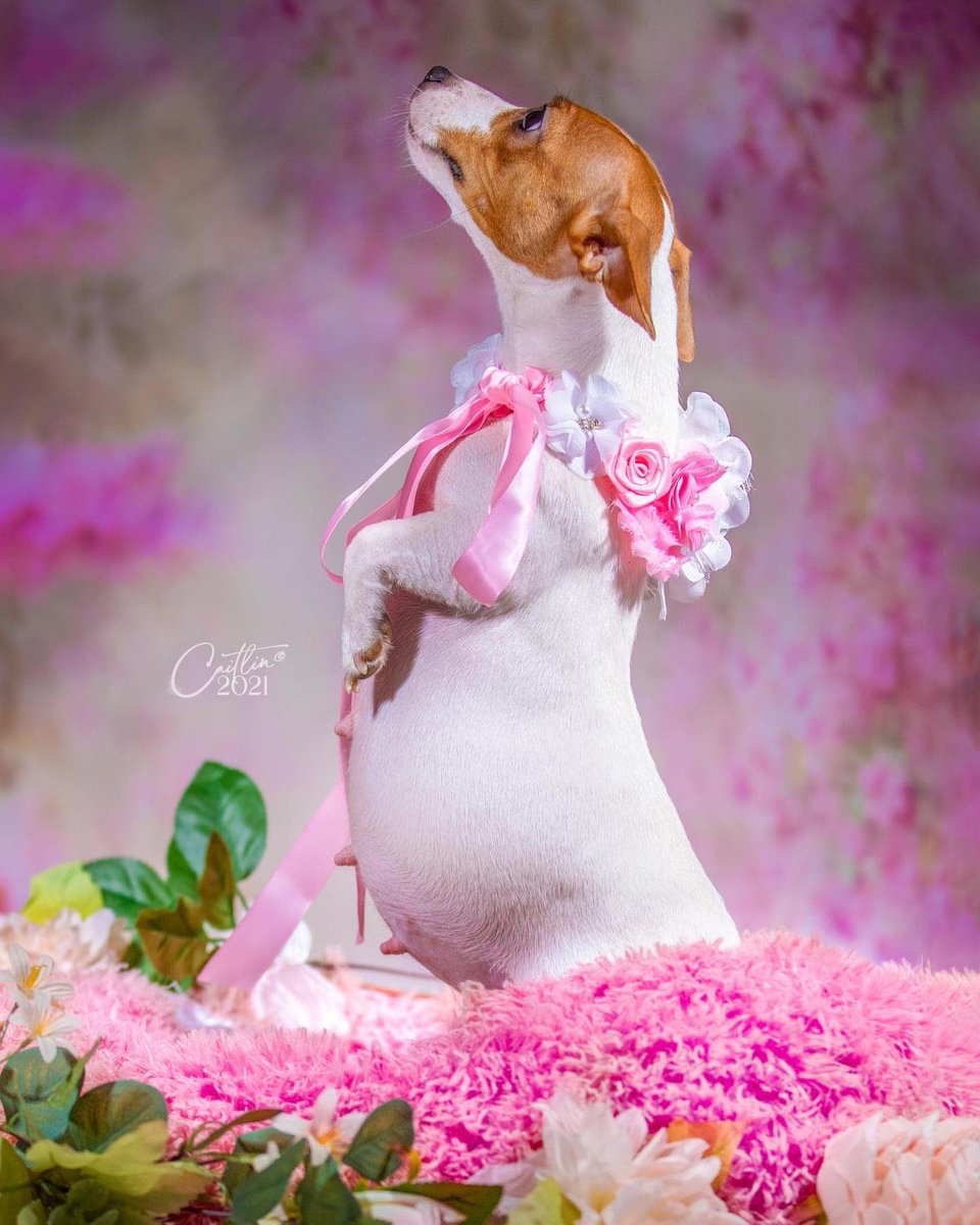 GossipRoomOff's tweet photo. 🚨 Une future maman pas comme les autres fait craquer les internautes ! 

Enceinte pour la première fois, cette adorable chienne Jack Russell a eu droit à sa propre séance photo de maternité pour immortaliser sa grossesse. Fleurs, rubans roses et poses de future maman : rien n’a été laissé au hasard pour célébrer l’arrivée prochaine de ses petits.

Des clichés aussi adorables qu’originaux qui ont rapidement fait fondre les internautes. 🥹🐾💕

📸: khloethejackrussell