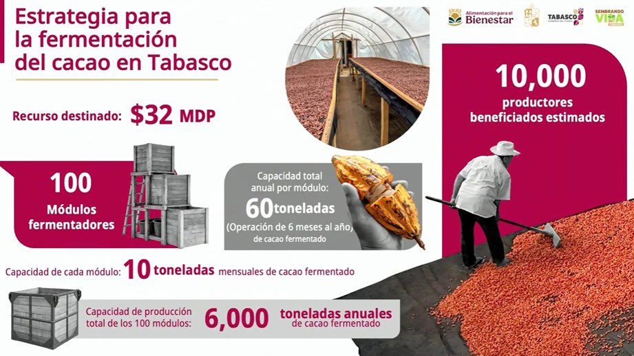 JesusRCuevas's tweet photo. En Tabasco estará la planta de Chocolate Bienestar, con un predio donado por el gobierno estatal, estará lista en 2027.  Por primera vez en 15 años se hizo un censo cacaotero; se aumentará el valor agregado de lo producido apoyando en la fermentación. https://t.co/7oOuNJufFV