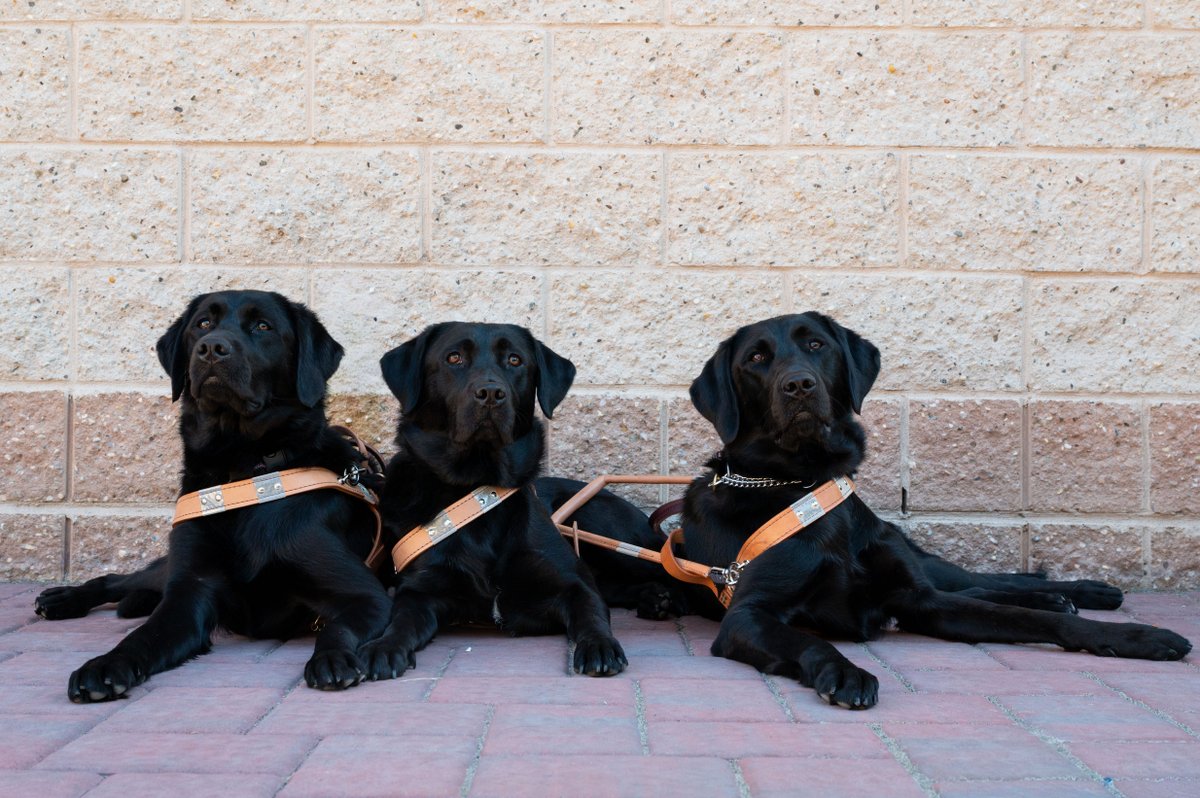 GuideDogFdn's tweet photo. Due to severe weather forecast for Long Island, tomorrow’s Celebration Saturday is canceled. The safety of our teams and community comes first. We’ll honor our graduates and their guide dogs at our next graduation ceremony. Thank you for your support. 💙🦮 https://t.co/zk948bSU7L