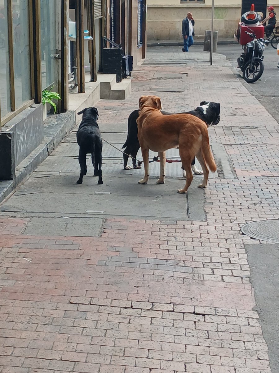Juana_Dulce's tweet photo. Dejaron abandonados a estos 3 perros (una es hembra, no pude ver bien los demás) en la Carrera 8 con Calle 22, amarrados entre si y uno con bozal (o sea no puede tomar agua por sus propios medios). Ya reportados al 123, pero necesito que procedan urgente @AnimalesBOG, están a merced de los carros y de la gente que los pueda maltratar porque aquí se creen dueños del espacio público. Consideren este un derecho de petición acorde al art 23 de la Constitución y sentencias concordantes. 

Adenda: no, no los puedo rescatar tengo 2 perros y aunque me sobra empatía, no es mi responsabilidad y no tengo cómo en este momento. 

CC @PlataformaALTO @Marce_Tabares @gelitoazul @MONYRODRIGUEZOF @Noridaoficial