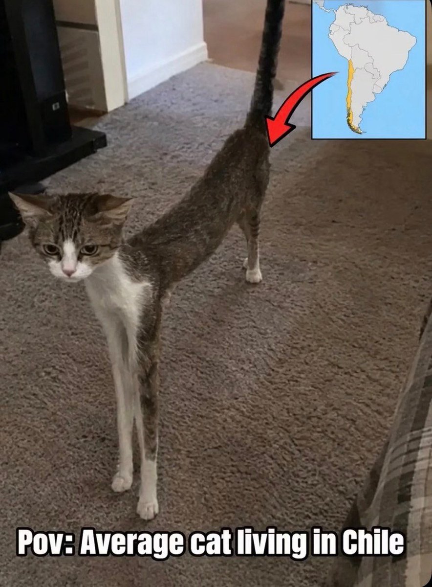 CatFromChile's tweet photo. $CAT is officially live 

Chile memes are all over social media

Send it 

Official Ca:
0x969Bb0E6d9C4d5566Fa446eAc659611A727464D4 https://t.co/wCXCsRZwYk