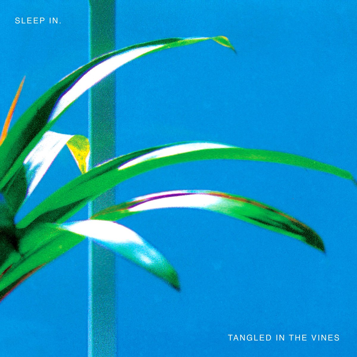 SleepInBand's tweet photo. Our new LP Tangled in the Vines is out everywhere now! So excited to finally share the whole thing. You can order vinyl via @chokeartistnj 

https://t.co/4YIIltbaEF https://t.co/eypXsOpwHw