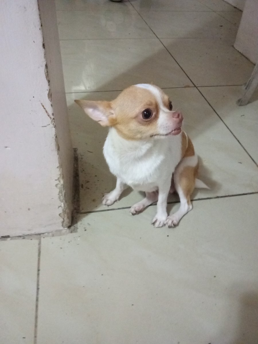 AlertaMePerdi's tweet photo. #PERDIDA #GUAYAQUIL
Nombre: #María Conchita
Fecha: 2026-09-24
Sector: Norte, Cdla El cóndor más q villa 14, detrás de Rio centro norte
Sexo: Hembra
Raza: Chiwawa
Observación: Blanca con Manchas color caramelo
Contacto: 0962545107
¡Ayúdala a volver con su familia!
 #AlertaMePerdí https://t.co/ZRBDmGQvyI