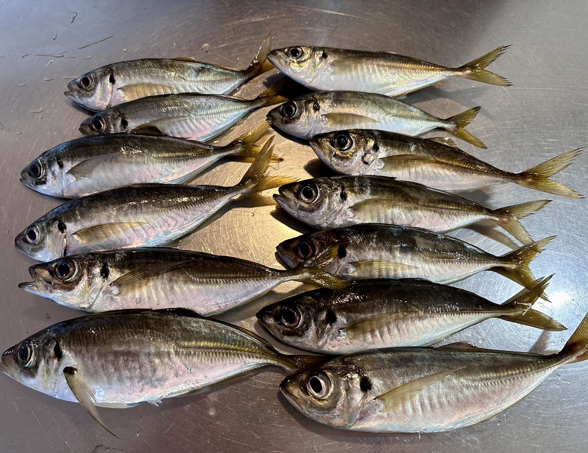 mandom_0807's tweet photo. 9/24 22-26時
横浜某所　アジング

トラブル続きで忙しく、久しぶりの夜遊び🎣
到着時は潮が引いておりあまり動いておらず、全くアタリもなく泣きそうでした😭
後半ようやく潮が動き始め、回ってきてくれました✨
そろそろタチウオ、アオリイカも気になりますな🦑 https://t.co/GBIdcMeLmr