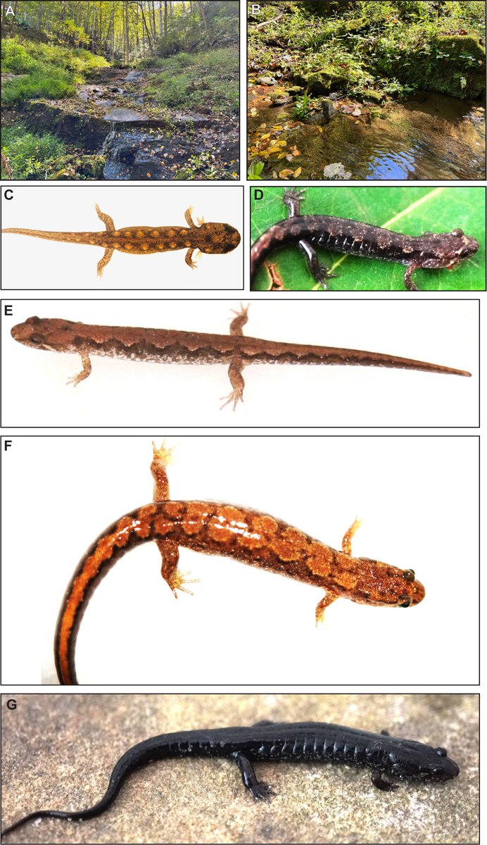 IchsAndHerps's tweet photo. Check out this recent article on how the environment influences plasticity in growth and development in Tallulah Salamanders by Bruce and Beachy. 

Open access link: https://t.co/tI2LLujHSq https://t.co/jblrCQD8PY