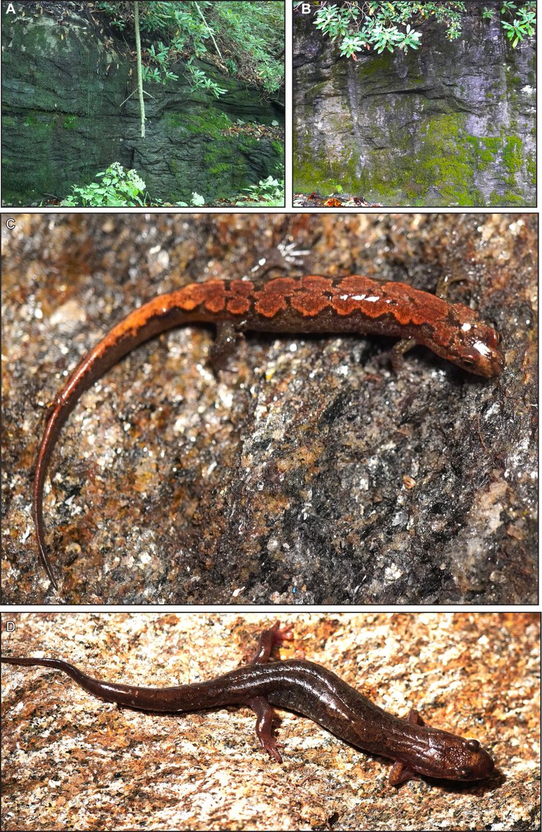 IchsAndHerps's tweet photo. Check out this recent article on how the environment influences plasticity in growth and development in Tallulah Salamanders by Bruce and Beachy. 

Open access link: https://t.co/tI2LLujHSq https://t.co/jblrCQD8PY