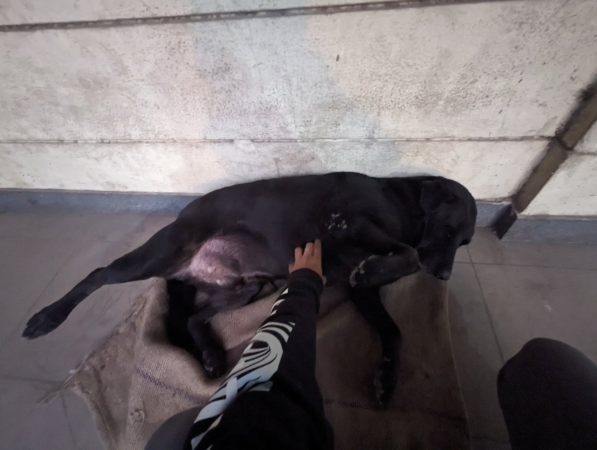 cutiephool's tweet photo. Kutta Singh this Kutta Singh that...WHY IS NO ONE TALKING ABOUT MY BABY FATTYYY #fatdogsofdelhi #voteforafatty https://t.co/8RGK477jQi
