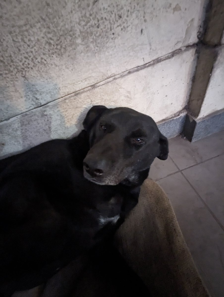 cutiephool's tweet photo. Kutta Singh this Kutta Singh that...WHY IS NO ONE TALKING ABOUT MY BABY FATTYYY #fatdogsofdelhi #voteforafatty https://t.co/8RGK477jQi