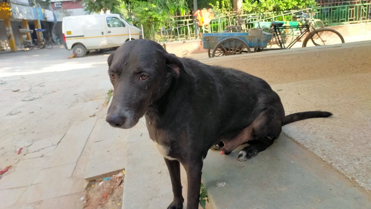 cutiephool's tweet photo. Kutta Singh this Kutta Singh that...WHY IS NO ONE TALKING ABOUT MY BABY FATTYYY #fatdogsofdelhi #voteforafatty https://t.co/8RGK477jQi