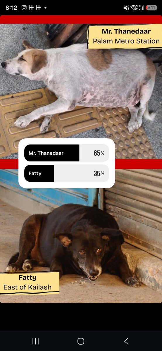 cutiephool's tweet photo. Kutta Singh this Kutta Singh that...WHY IS NO ONE TALKING ABOUT MY BABY FATTYYY #fatdogsofdelhi #voteforafatty https://t.co/8RGK477jQi