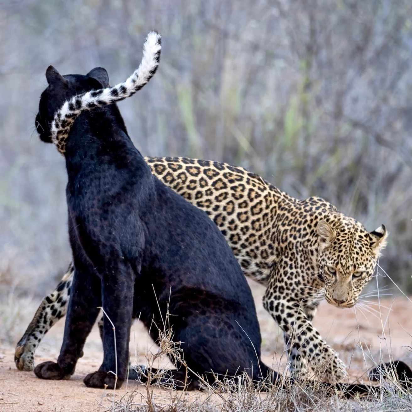 melanotic jaguar 🦕 TY🎱🎱➀➂™ 🗿✖🐦 (SNOOZE) on X: 