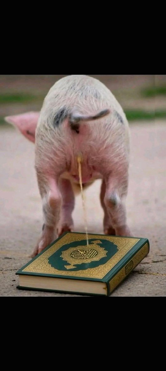 Niggerlogic's tweet photo. These are my favorite emails that I receive 

🤣 Fuck Islam! https://t.co/kQdbcY70fa