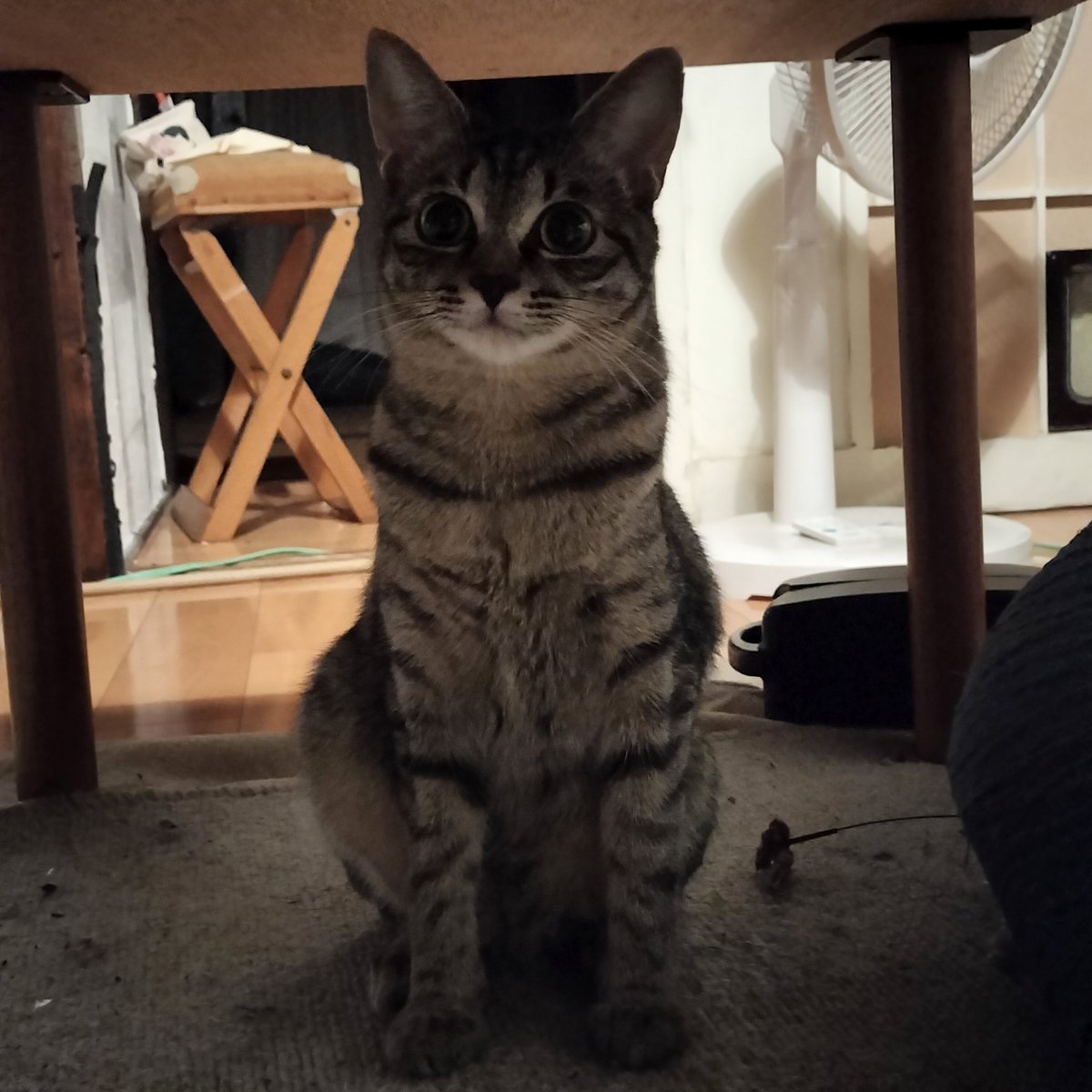 Tsune_jiro's tweet photo. 2号ねこちゃん https://t.co/NHaX12bPPA