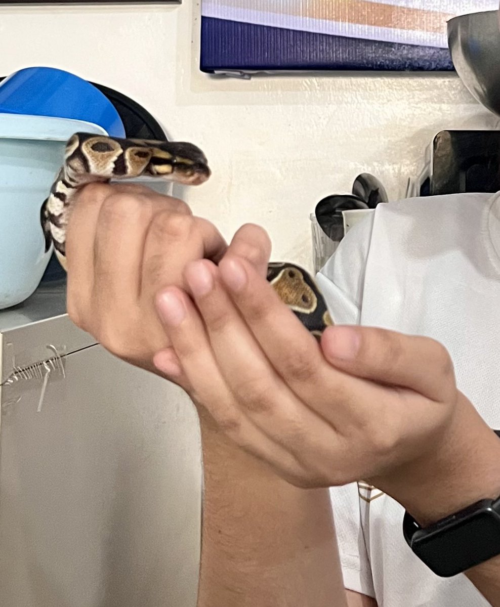 Aks10813's tweet photo. Feeling a little bold today… held a baby snake for the first time!🐍 https://t.co/SIJC90pGi1