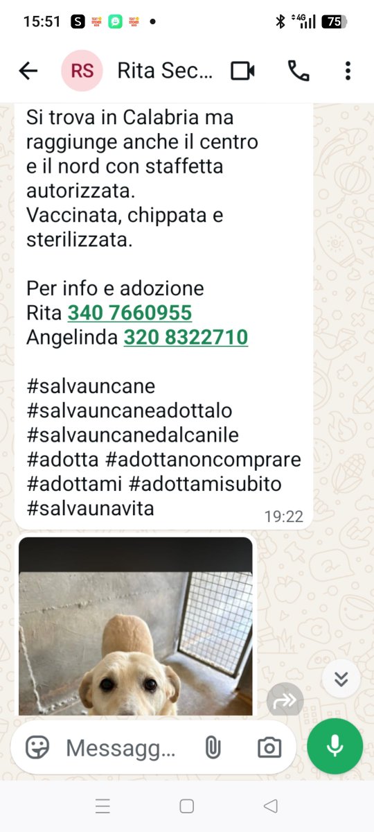 Emilystellaemi2's tweet photo. TESORO CERCA UNA FAMIGLIA E TANTO AMORE ❤️🙏❤️❤️❤️ https://t.co/MtZF5pvl67