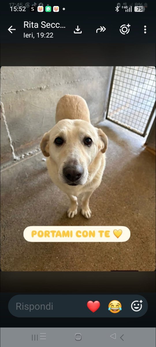 Emilystellaemi2's tweet photo. TESORO CERCA UNA FAMIGLIA E TANTO AMORE ❤️🙏❤️❤️❤️ https://t.co/MtZF5pvl67