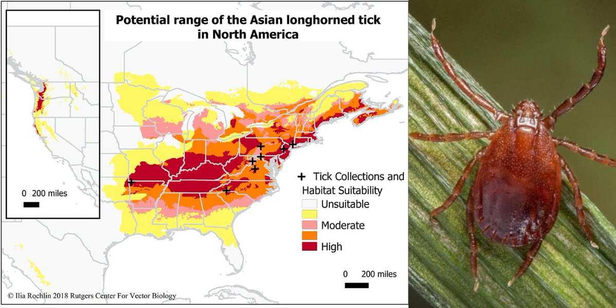 giveashitnature's tweet photo. Scientists just discovered a new virus carried by a tick that's already living in more than two dozen US states. The virus hasn't been found here yet, but the tick has.

It's called the Asian longhorned tick. Females lay 1,000 to 2,000 eggs without ever mating, so one tick hitching a ride can start a whole new population. A male tick has never been found in the US.

It was first confirmed in New Jersey in 2017, probably arriving years earlier on an imported animal or a traveler. Now it's in 24 states from New York to Alabama and west to Missouri.

On livestock, it shows up by the thousands. Cattle have died from the blood loss, and it spreads a parasite that causes deadly anemia in cows.

It's less interested in people than our native ticks, and it hasn't been shown to make anyone sick in the US. But in Asia, it carries Dabie bandavirus, which kills up to 30% of the people it infects.

It's smaller than a sesame seed, so do the basics. Use repellent. Stay in the middle of the trail. Check yourself, your kids and your dog after you come inside. Keep your pets on tick prevention, which works on this tick too.

And if you find a tiny brown tick you can't identify, drop it in rubbing alcohol and send it to your state extension office. They'll want to have a look at it.