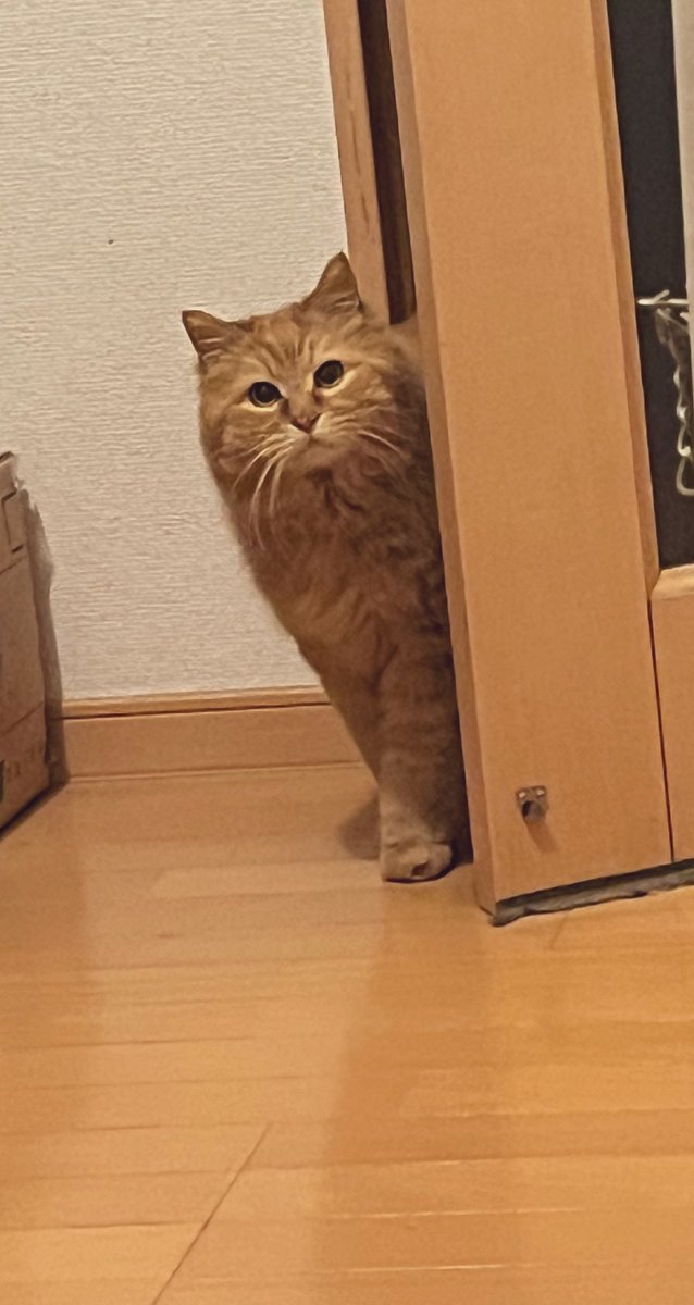 DSSosato2D's tweet photo. フォロワーさん宅から見える【中秋の名月】が綺麗だったので。我が家からはこんな感じで見えました。

はっしゅたぐ：猫とお月見🌕 https://t.co/x15E46EGSk
