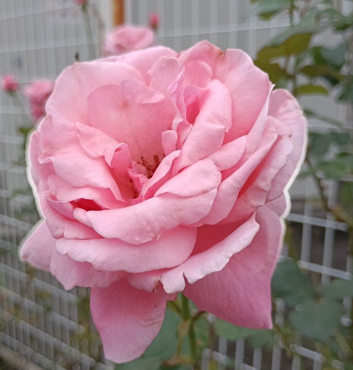 wzRifkzO8aJMU4M's tweet photo. @takeshima_staff #竹島宏
#ひろネット

薔薇

薔薇ピンク色の
花言葉

「温かい心」

神戸のライブ🎵
お疲れさまです

ピンク色の
ラッピングに
包まれた薔薇
愛らしいです🌹

此方を向く宏くん
素敵過ぎ❣️

#いつかのアンブレラ

ジャケ写も
うたもおしゃれで
お気に入りです🎵❣️ https://t.co/bGRZG7uDbv