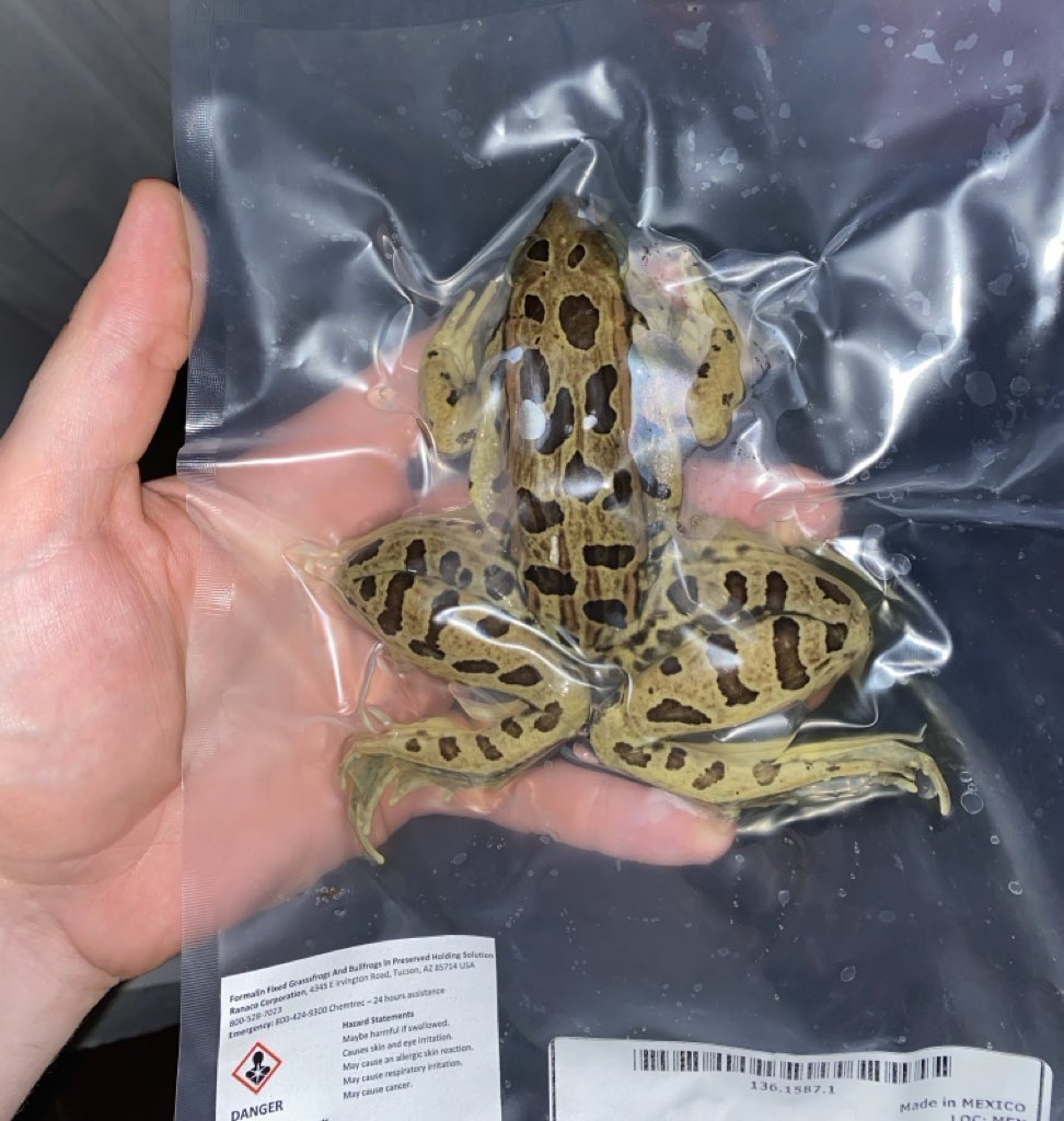 killmefam's tweet photo. Simple diet hack lab grade frogs https://t.co/T0k6HlRv96