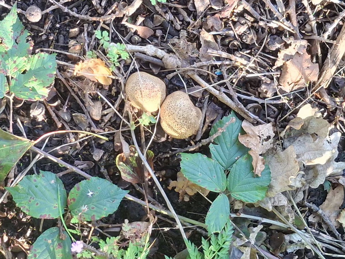 CAYMUSOCAUGHEY's tweet photo. @CAYMUSOCAUGHEY π¦
Random Fungi
#Random #Mushroom #Mushrooms #Toadstool #Toadstools #Fungi #PuffBall #PuffBalls #Woods #Woodland #Woodlands #WoodlandWalks #Nature #LittleThingsMatter https://t.co/bR6toQvoXC