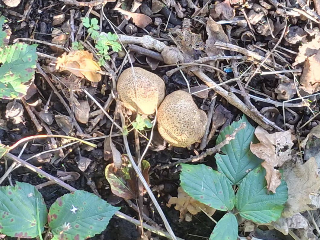 CAYMUSOCAUGHEY's tweet photo. @CAYMUSOCAUGHEY π¦
Random Fungi
#Random #Mushroom #Mushrooms #Toadstool #Toadstools #Fungi #PuffBall #PuffBalls #Woods #Woodland #Woodlands #WoodlandWalks #Nature #LittleThingsMatter https://t.co/bR6toQvoXC