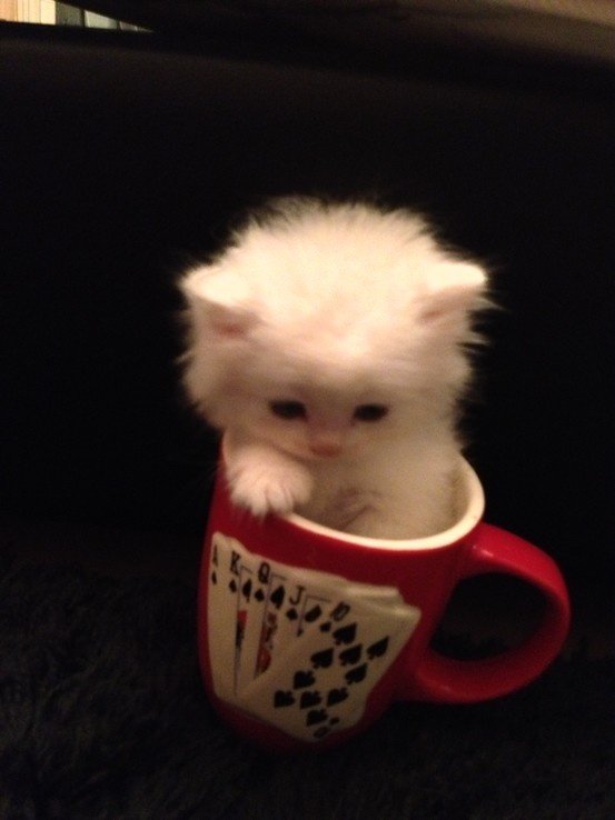 catsdotjpg's tweet photo. https://t.co/jowdMKfvwq