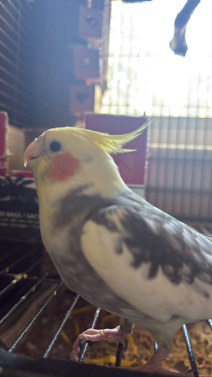 BillyTheTiel's tweet photo. https://t.co/iOVRD0Qehy