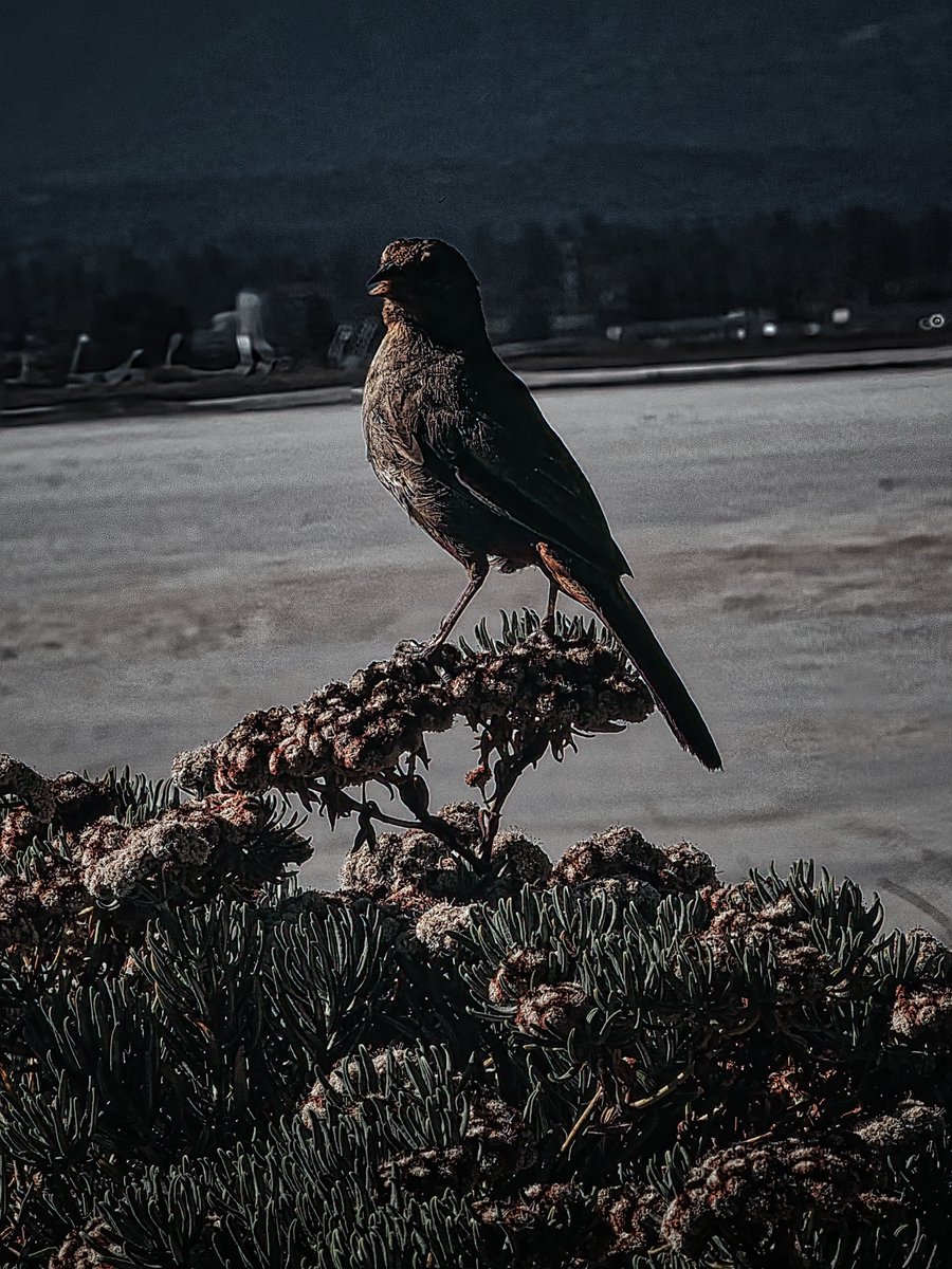DreamingPippin's tweet photo. Prey detected...?
🐿️🦅

🐶✌️

#MonochromeMonday https://t.co/b7K3mtN37T